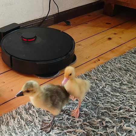 Dom Otwarty Leilighet Jelenia Góra Eksteriør bilde